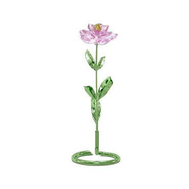 Florere Peony