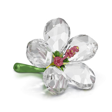 Florere Hibiscus, Small