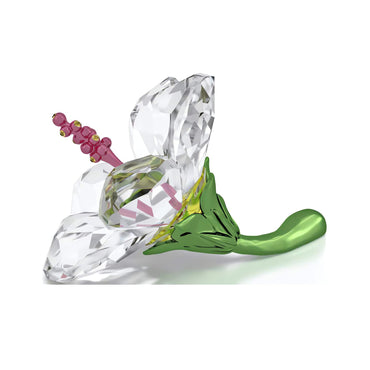 Florere Hibiscus, Small